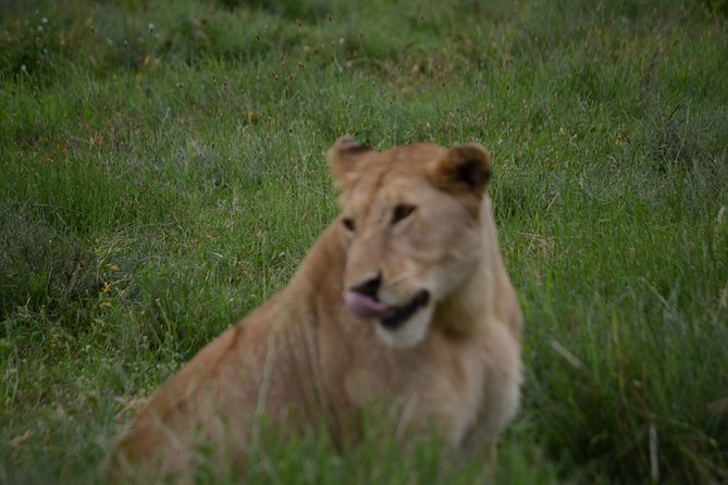 4 Days Tanzania Private safari to Serengeti ,ngorongoro crater and Tarangire - Food, Camping, and Comfort