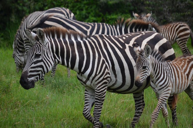 4 Days Tanzania Private safari to Serengeti ,ngorongoro crater and Tarangire - Is $3,200 Good Value for Two People?