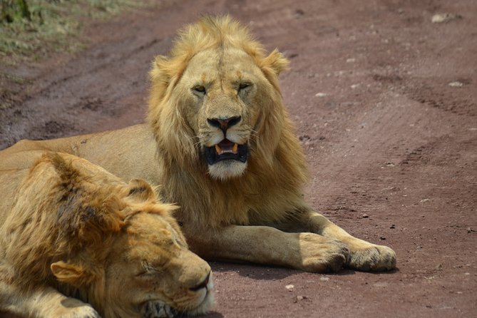 4 Days Tanzania Private safari to Serengeti ,ngorongoro crater and Tarangire - Who Will Enjoy This Safari Most?