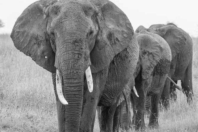 4 Days Tanzania Safari Tarangire, Serengeti and Ngorongoro Crater - Who should choose this safari