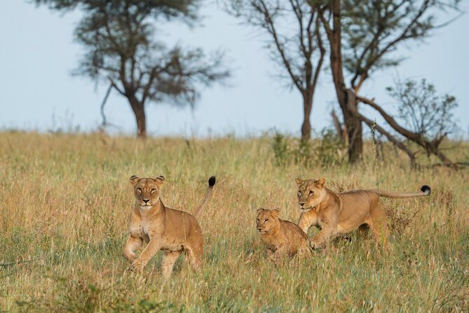 4 Days Tarangire, Serengeti and Ngorongoro Mid-Range Group Safari - Key things to know before booking