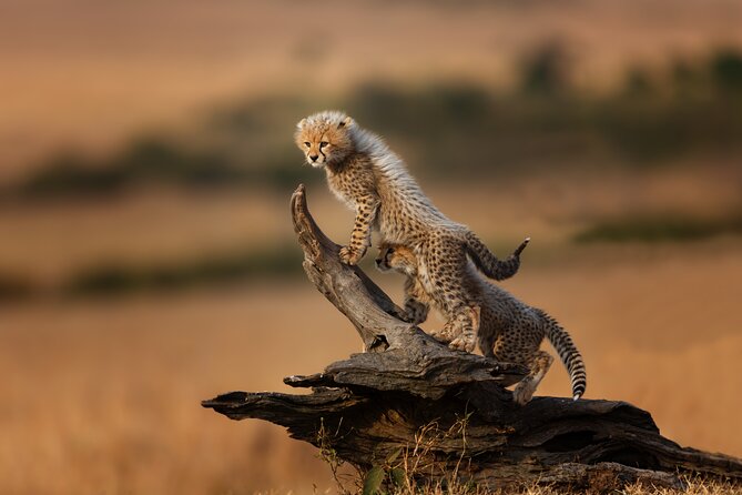 4 Days Tarangire, Serengeti and Ngorongoro Mid-Range Group Safari - Why this four-day safari works