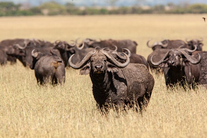 4 Days Tarangire, Serengeti and Ngorongoro Mid-Range Group Safari - Day 2: The long road to the Serengeti