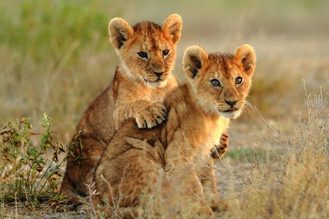 4 Days Tarangire, Serengeti and Ngorongoro Mid-Range Group Safari - Day 3: A full morning in the Serengeti