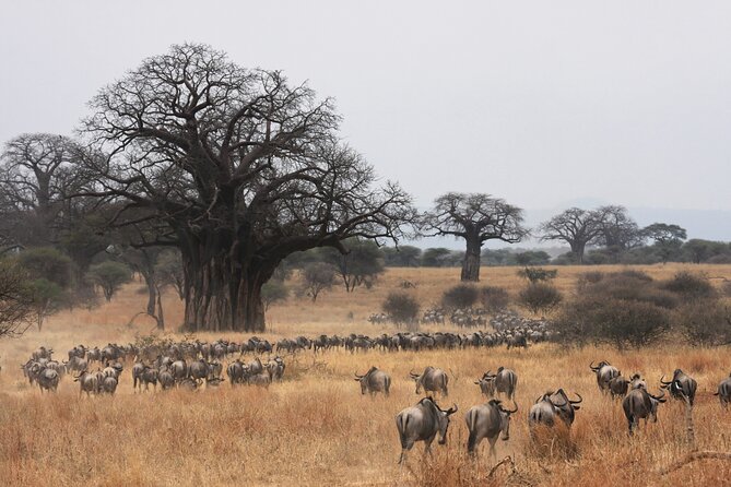 4 Days Tarangire, Serengeti and Ngorongoro Mid-Range Group Safari - Group size, transport, and daily rhythm