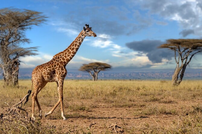 4 Days Tarangire, Serengeti and Ngorongoro Mid-Range Group Safari - Day 1: Tarangire’s elephants and baobabs