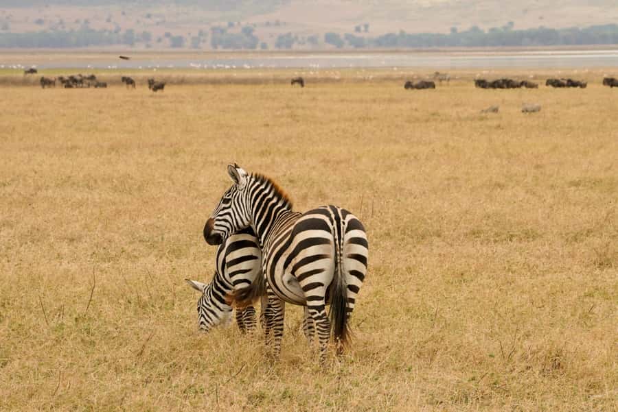 4 Days Tarangire, Serengeti, Ngorongoro Group Camping Safari - Why this four-day route works