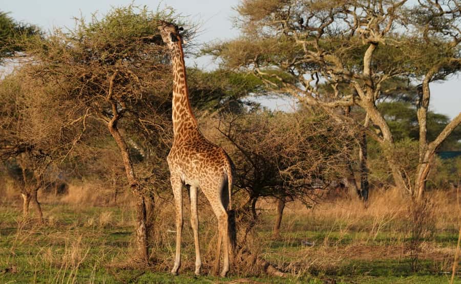 4 Days Tarangire, Serengeti, Ngorongoro Group Camping Safari - Day 2: The long road to the Serengeti