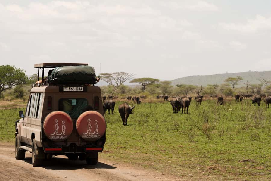 4 Days Tarangire, Serengeti, Ngorongoro Group Camping Safari - Day 1: Tarangire’s elephants and baobab country