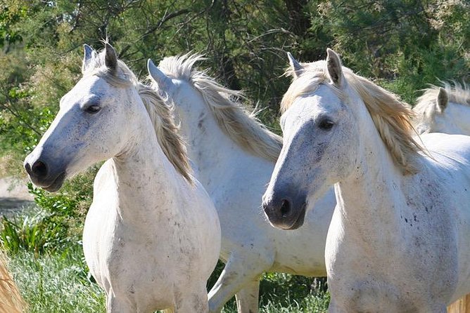 4x4 Camargue Safari 4h - Departure from Arles - The animals you may see