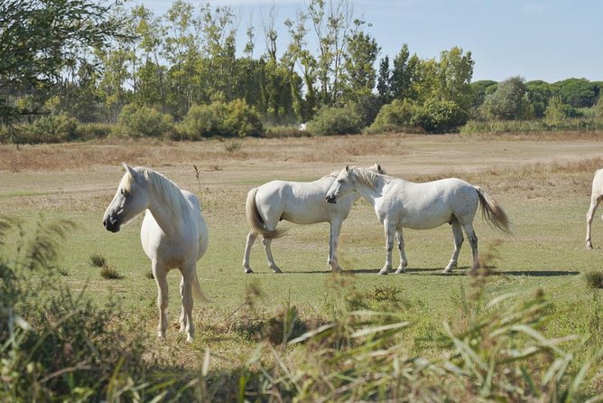 4x4 Camargue Safari 4h - Private Tour - Departure from Arles - Why a private 4x4 is the right way to see the Camargue