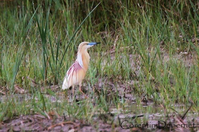 4x4 Camargue Safari 4h - Private Tour - Departure from Arles - How much value do you get for $538.02?