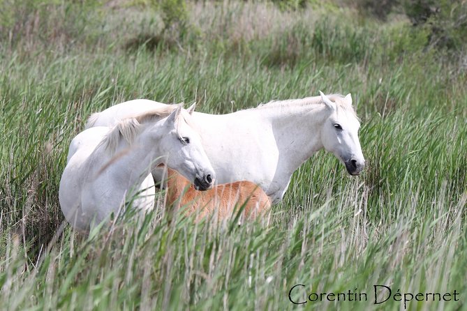 4x4 Camargue Safari 4h - Private Tour - Departure from Arles - Timing, booking, and weather considerations