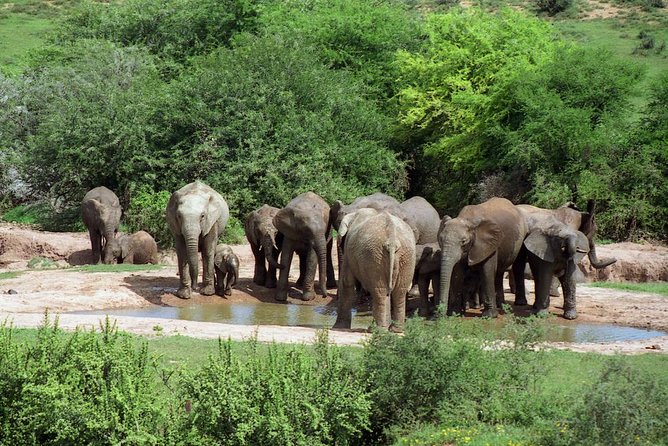 5 Day Cape to Addo Safari - Garden Route Small Group Tour - What the $611.81 price really covers