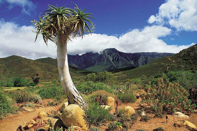 5 Day Cape to Addo Safari - Garden Route Small Group Tour - Day 3: Monkeyland, Bloukrans Bridge, and Tsitsikamma
