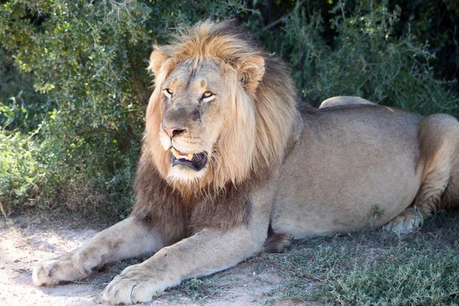 5 Day Cape to Addo Safari - Garden Route Small Group Tour - How demanding is the five-day route?