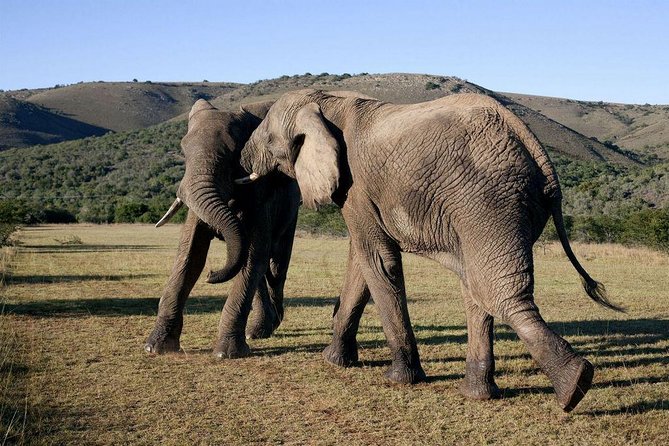 5 Day Cape to Addo Safari - Garden Route Small Group Tour - Day 2: Canoeing and a waterfall walk in Wilderness