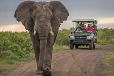 5 Day Garden Route and Addo Safari – Best of South Africa Small Group Tour
