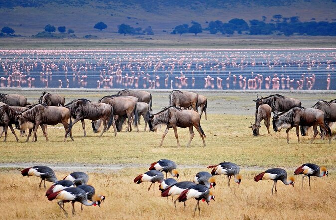 5-Day Mid-Range Safari in Tanzania - Key points to know before booking