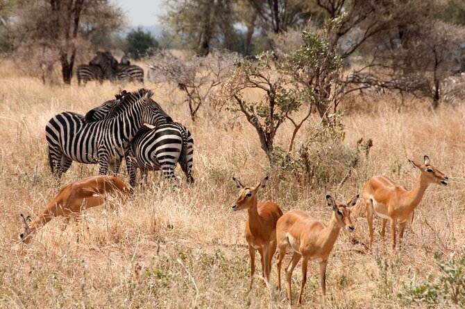 5-Day Mid-Range Safari in Tanzania - Day 3: The Ngorongoro Crater and the Maasai connection
