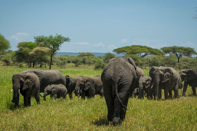 5-Day Mid-Range Safari in Tanzania - Day 4: Lake Manyara’s forest, lake and Rift Valley views