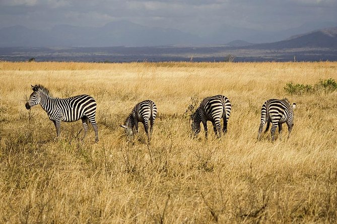 5-Day Mikumi & Ruaha Tanzania Wildlife Lodge Safari - Day 1: A first game drive in Mikumi National Park