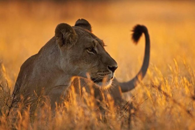 5-Day Mikumi & Ruaha Tanzania Wildlife Lodge Safari - Day 5: Isimila Stone Age Site and the return to Dar es Salaam