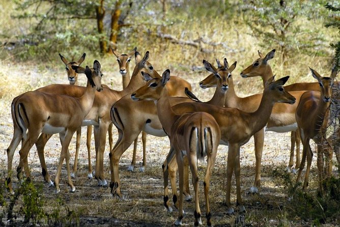 5-Day Mikumi & Ruaha Tanzania Wildlife Lodge Safari - Who this safari suits best