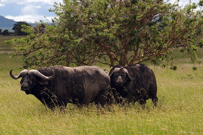 5-Day Mikumi & Ruaha Tanzania Wildlife Lodge Safari - Day 2: The long road from Mikumi to Ruaha
