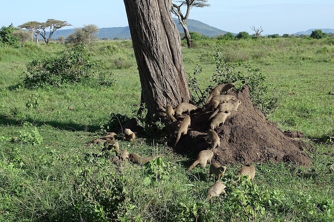 5-Day Ngorongoro Crater and Lake Manyara Safari from Arusha - Day three: More Serengeti time and a sunrise start