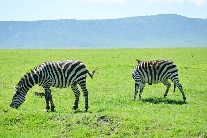5-Day Ngorongoro Crater and Lake Manyara Safari from Arusha - Day four: The Ngorongoro Crater game drive