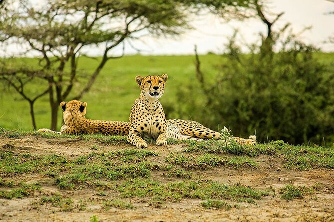 5-Day Ngorongoro Crater and Lake Manyara Safari from Arusha - Day five: Lake Manyara’s forest and alkaline lake
