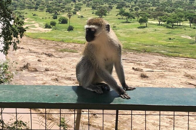 5-Day Ngorongoro Crater and Lake Manyara Safari from Arusha - Camping, food, and the daily rhythm