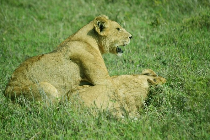 5-Day Ngorongoro Crater and Lake Manyara Safari from Arusha - Guides make the biggest difference