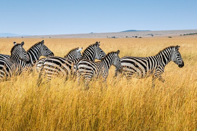 5-Day Ngorongoro Crater and Lake Manyara Safari from Arusha - Day two: From Ngorongoro highlands to Serengeti plains