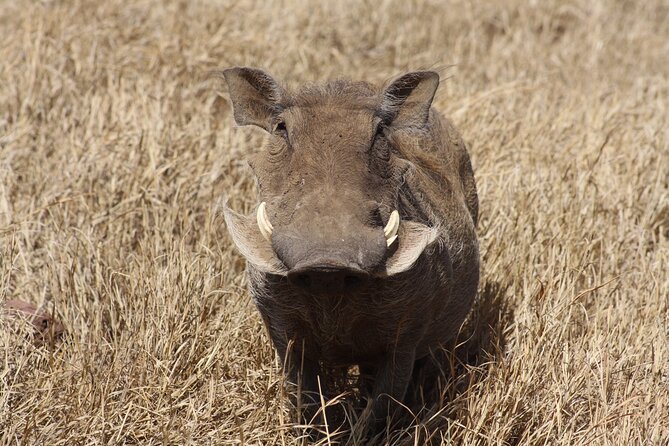 5-Day private Camping Safari Tour in Tanzania - Why this five-day route works