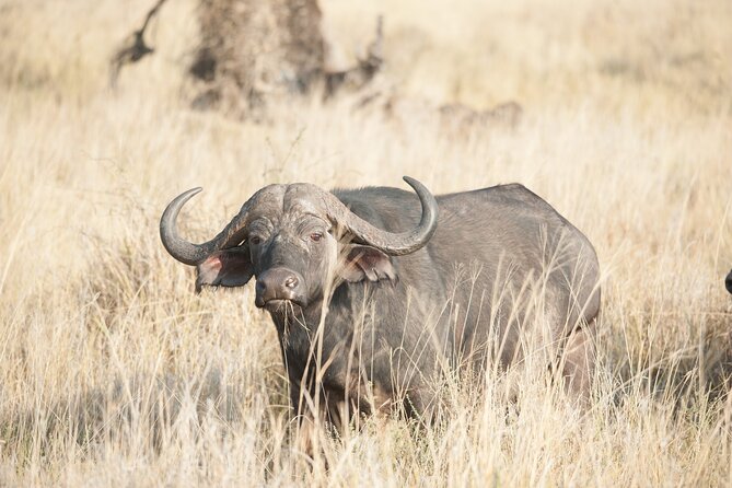 5-Day private Camping Safari Tour in Tanzania - Day five: descending into the Ngorongoro Crater
