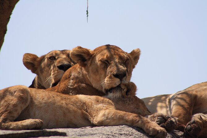 5-Day private Camping Safari Tour in Tanzania - Camping, food, and the private vehicle