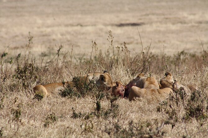5-Day private Camping Safari Tour in Tanzania - Day one: elephants and baobabs in Tarangire