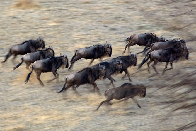 5-Day Private Safari Tour in Northern Tanzania - Day 3: A full day in Central Serengeti