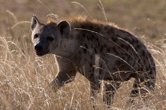 5-Day Private Safari Tour in Northern Tanzania - Food, camps, and what is included