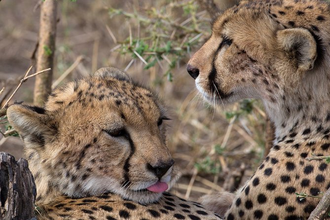 5-Day Private Safari Tour in Northern Tanzania - Day 2: The long road to the Serengeti