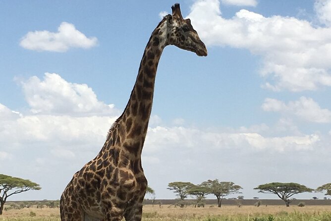 5 day safari Tarangire Serengeti and Ngorongoro crater - Three parks, three different safari experiences
