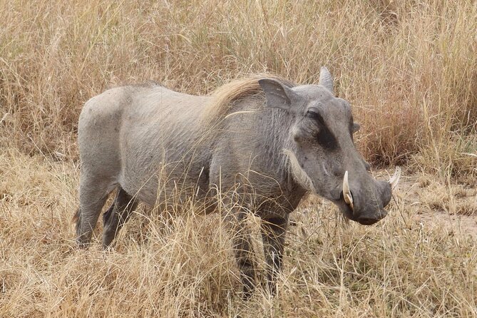 5 day safari Tarangire Serengeti and Ngorongoro crater - Day four: morning wildlife, then toward the crater