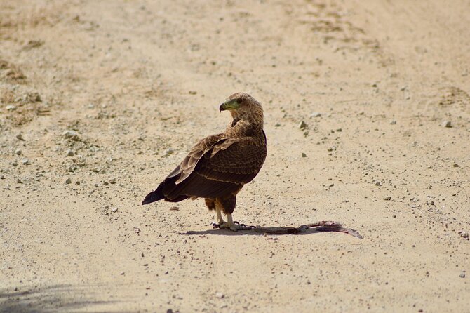 5 day safari Tarangire Serengeti and Ngorongoro crater - The private 4x4 and the pace of the road