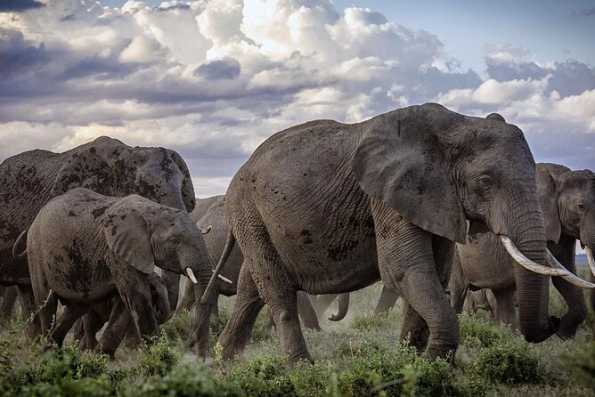 5-Day Safari Tour in 3 National Parks - From Diani Beach to Kenya’s big game country