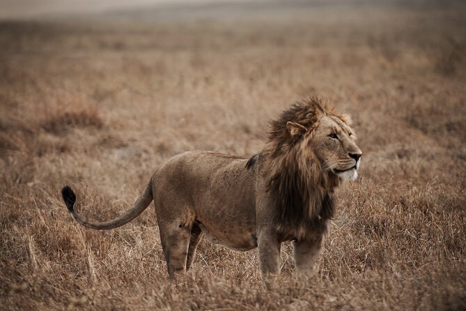 5 Day Tanzania Safari - Day 1: Tarangire’s elephants and baobab country