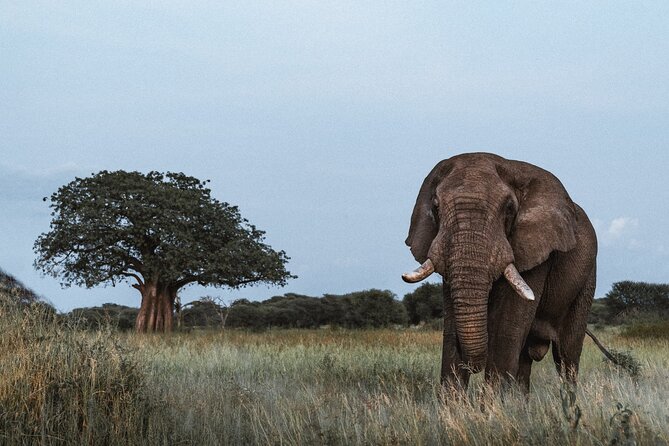 5 Day Tanzania Safari - Day 2: Ngorongoro Crater in one concentrated morning