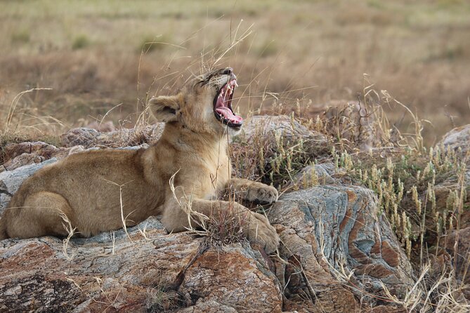 5 Days Best of Tanzania Luxury Safari Northern Circuit - Day 3: Ngorongoro Crater packs wildlife into one vast bowl