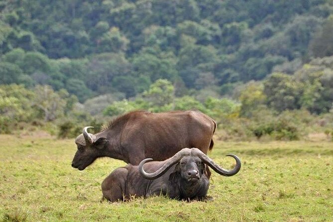 5 Days Budget Private Safari, Tanzania - Day 1: Elephants and baobabs in Tarangire